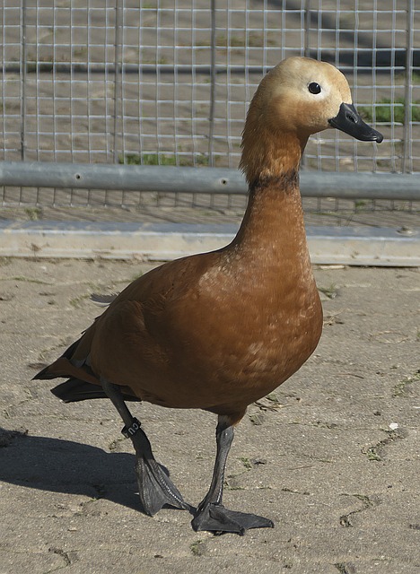那样