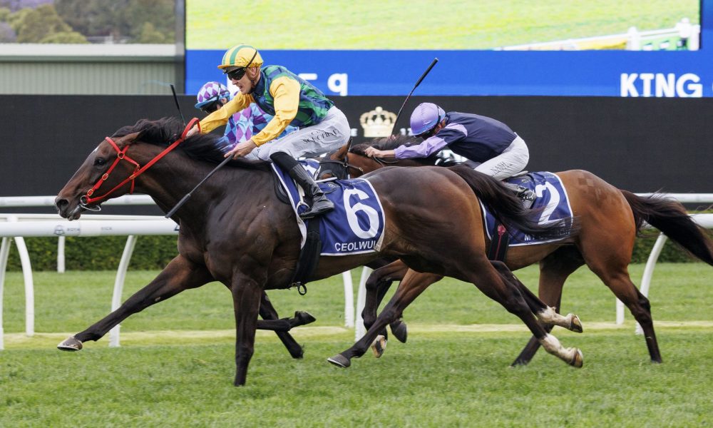 但在森林狼 但在森林狼